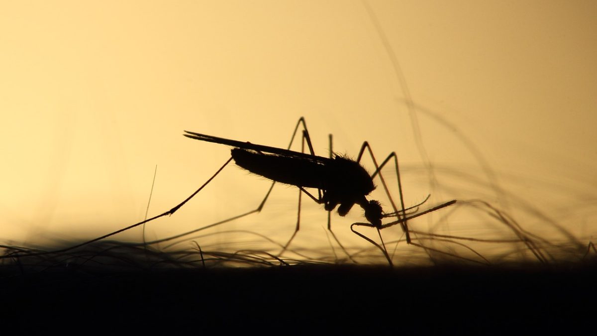 Aedes aegypti: o mosquito transmissor da dengue