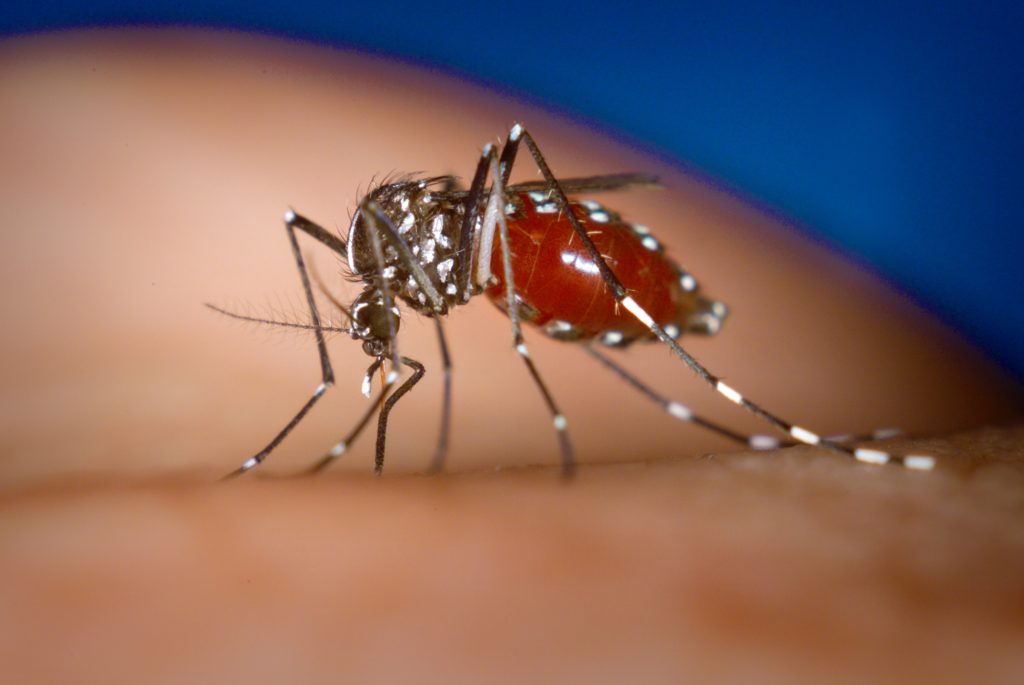 Um mosquito Aedes albopictus fêmea (transmissor da chykungunya) se alimentando do sangue de uma pessoa