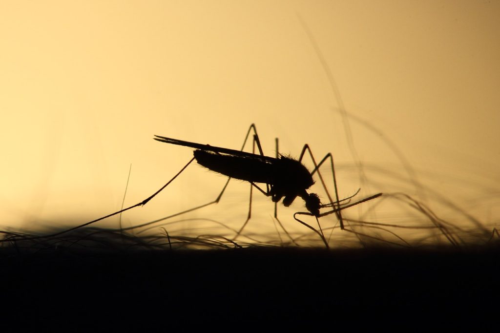 Penumbra do mosquito Aedes aegypti picando uma pessoa