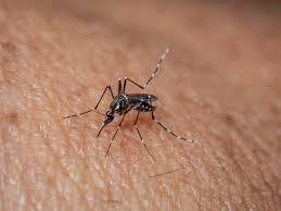Doença de Chagas: o que é, como se transmite e tratamento!