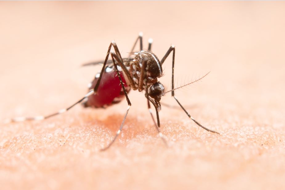 Mosquito da dengue e pernilongo: Existe diferença?