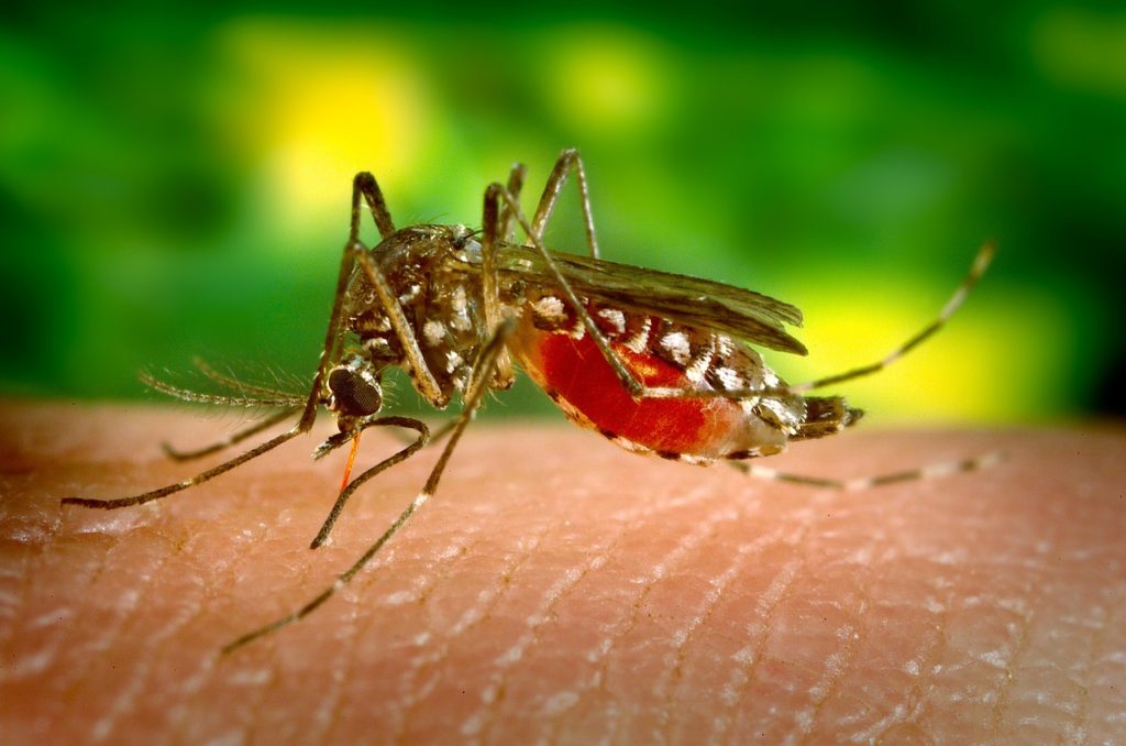 Quais são os sintomas da dengue: mosquito Aedes aegypti fêmea picando a pele de uma pessoa