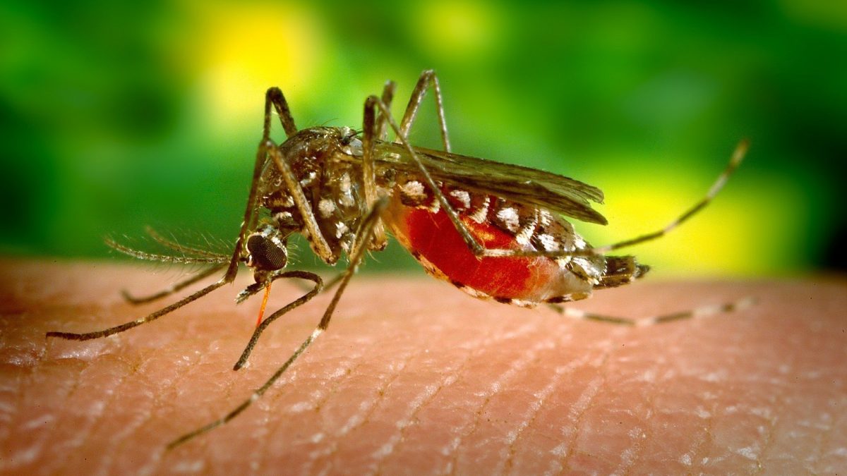 Saiba os sintomas da dengue hemorrágica!