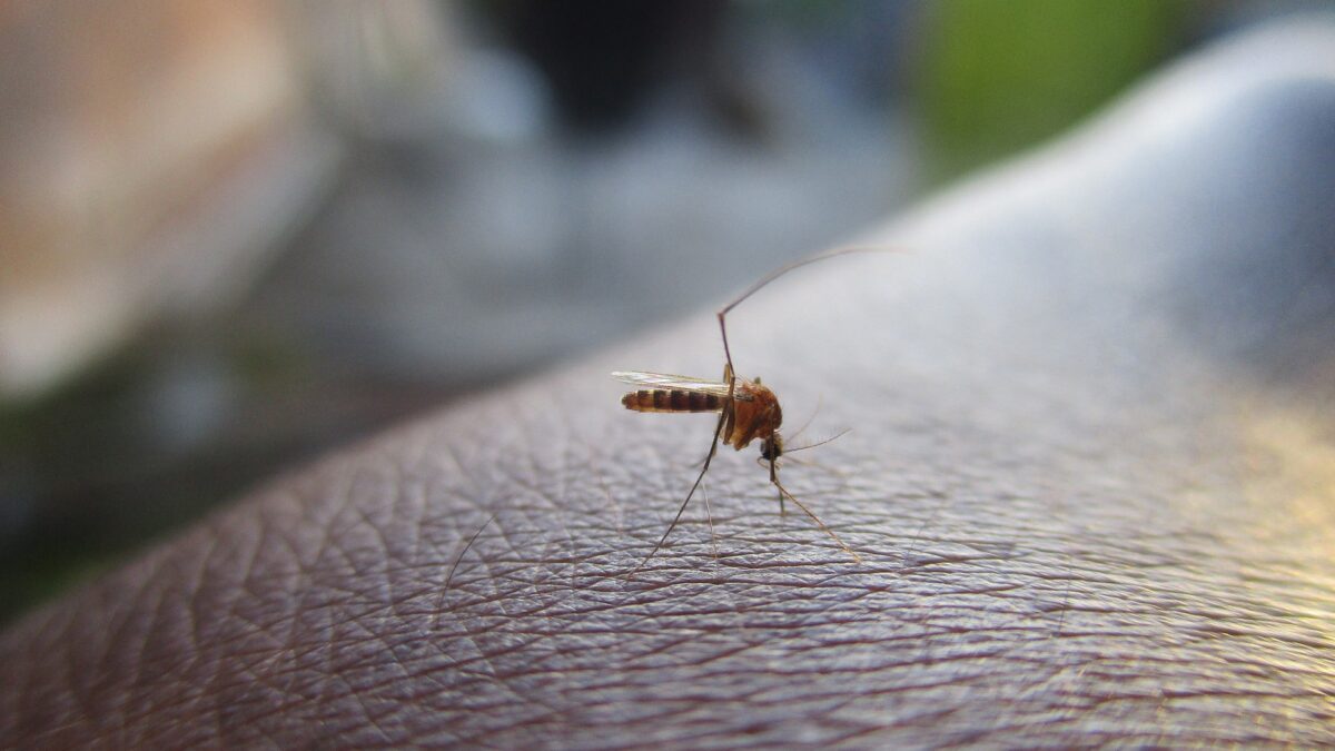 Tudo sobre a Dengue: entenda mais sobre a doença!
