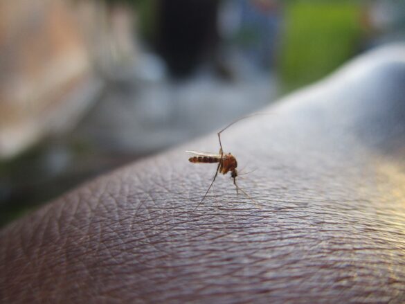 Tudo sobre a dengue: imagem de mosquito picando a pele de uma pessoa