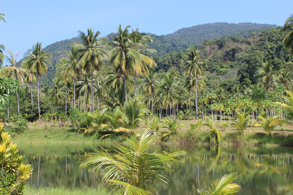 Imagem de uma floresta tropical: Local de diversas doenças endêmicas
