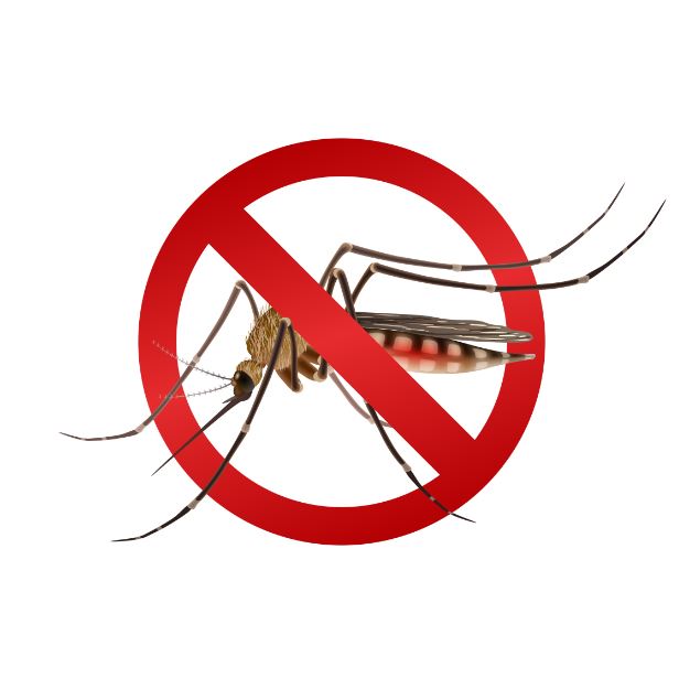 Mosquito Aedes aegypti: saiba as doenças que este mosquito pode transmitir!